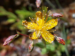 Слика од Hypericum australe Ten.