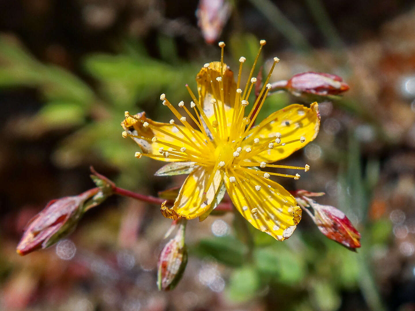 Слика од Hypericum australe Ten.
