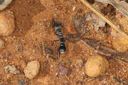 Image of Myrmecia tepperi Emery 1898