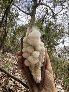 Image of Ceiba trischistandra (A. Gray) Bakhuisen