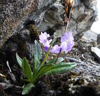 Image of Primula megalocarpa H. Hara