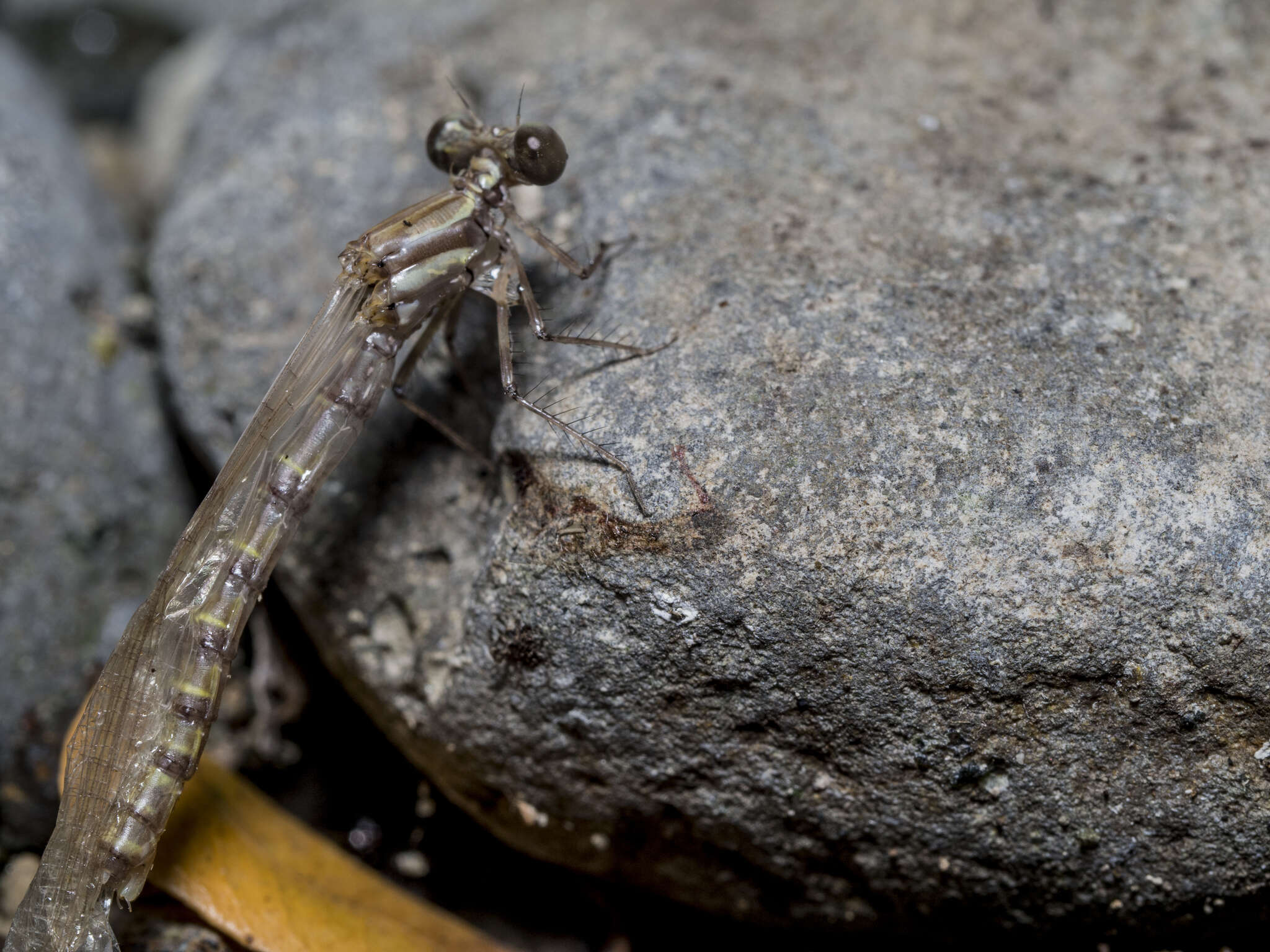 Image of Nososticta impercepta Seehausen & Theischinger 2017