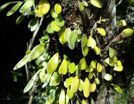 Image of leather-leaf fern