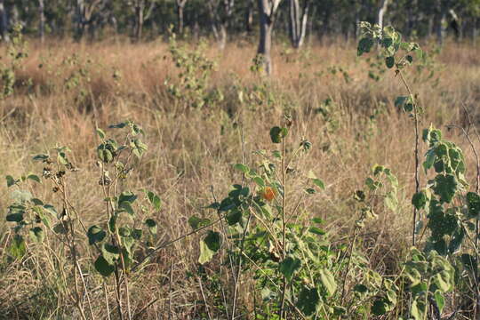 Hibiscus austrinus Juswara & Craven的圖片