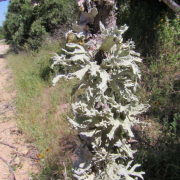 Image of cartilage lichen