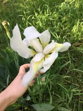 Слика од Iris albicans Lange