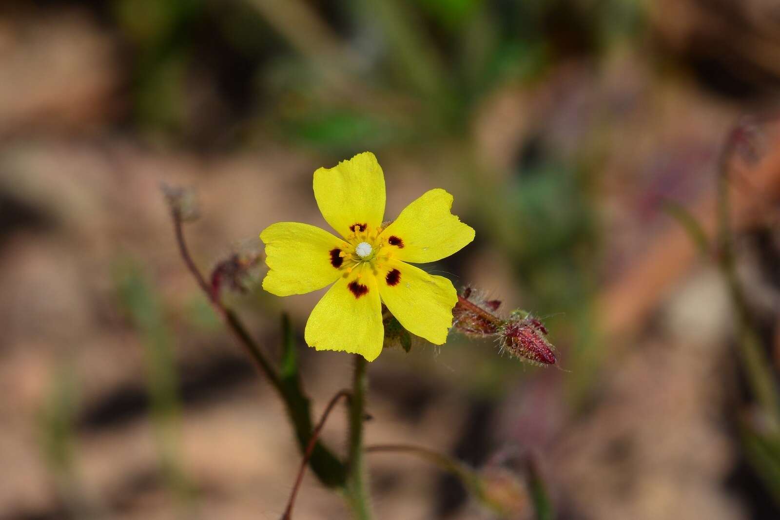 Tuberaria resmi