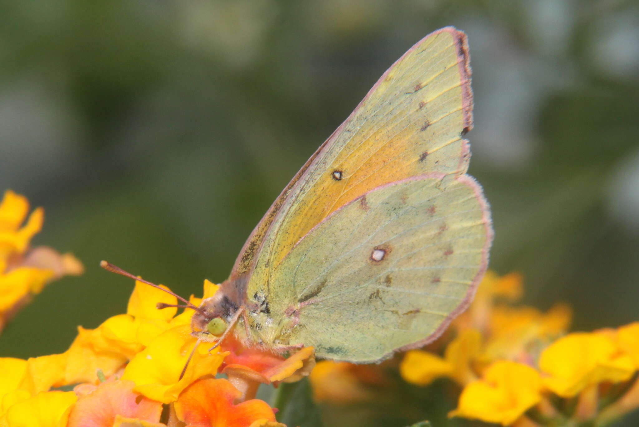 Image of <i>Colias <i>lesbia</i></i> lesbia