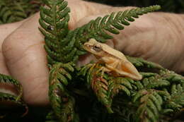 Image of Small-headed Treefrog