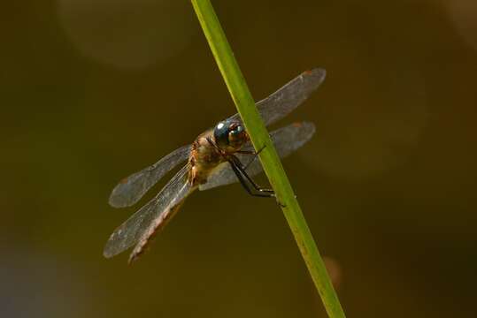 Image of Ranger Dragonfly