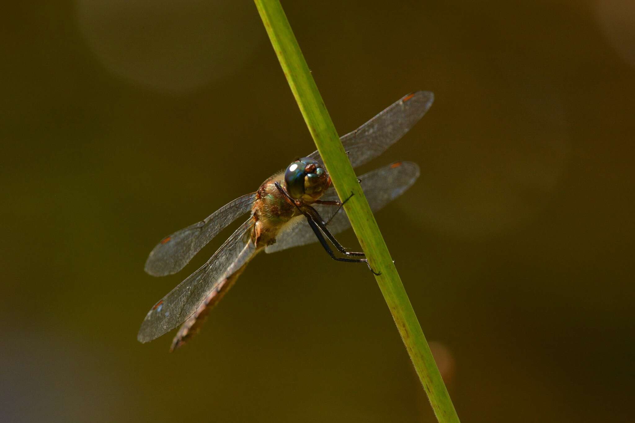 Image of Ranger Dragonfly