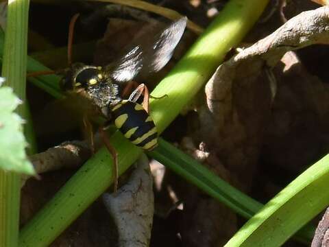 Image of Nomada fulvicornis Fabricius 1793