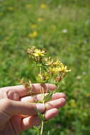 Image of Hypericum attenuatum Fisch. ex Choisy