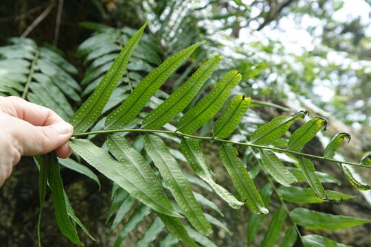 Image of giant swordfern