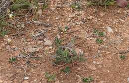 Image of Bulbine triebneri Dinter