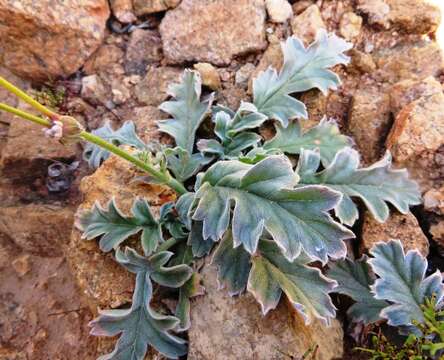 Image of Pelargonium pulchellum Sims