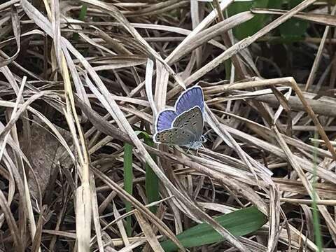 صورة Plebejus samuelis