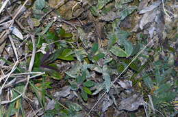 Plancia ëd Senecio banksii Hook. fil.