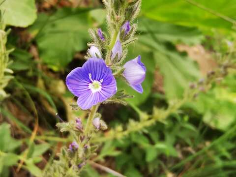 Image of Veronica pectinata L.