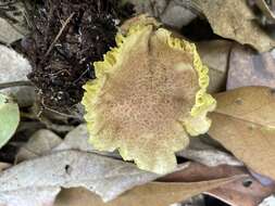 Image of Phylloporus bellus (Massee) Corner 1971