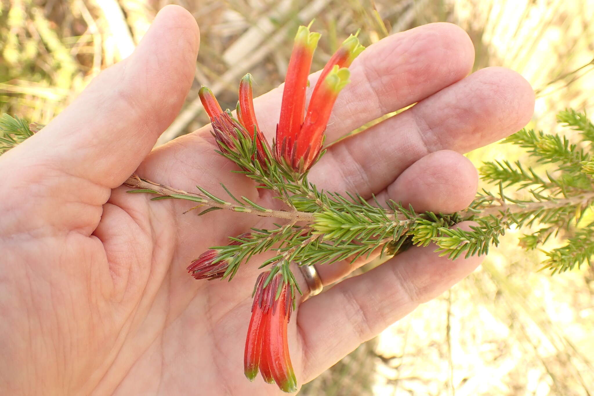 Image of Erica unicolor Wendl.