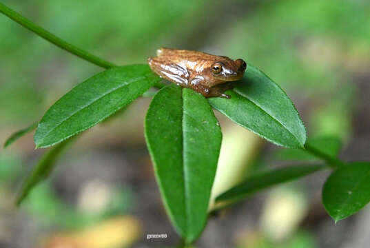 Imagem de Dendropsophus sanborni (Schmidt 1944)