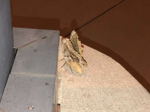 Image of Western Polyphemus Moth