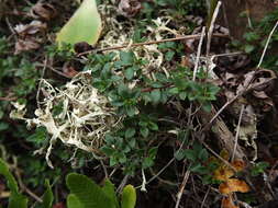 Image of Thymus origanoides Webb & Berthel.