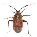 Image of Closterotomus reuteri (Horvath 1882)