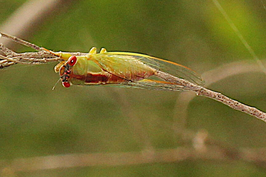 Image of Ewartia oldfieldi (Distant 1883)