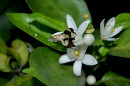 Слика од Bombus wilmattae Cockerell 1912