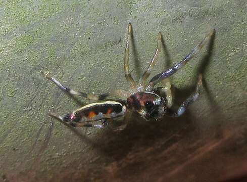 Image of Chrysilla acerosa Wang & Zhang 2012