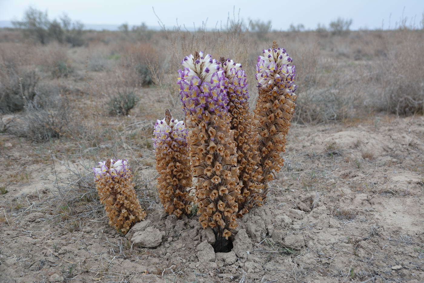 Image of Cistanche salsa (C. A. Mey.) G. Beck