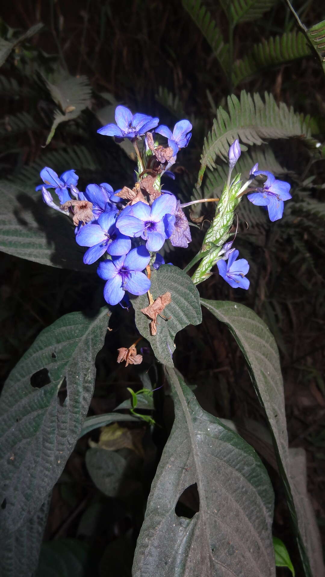 Eranthemum roseum (Vahl) R. Br. resmi