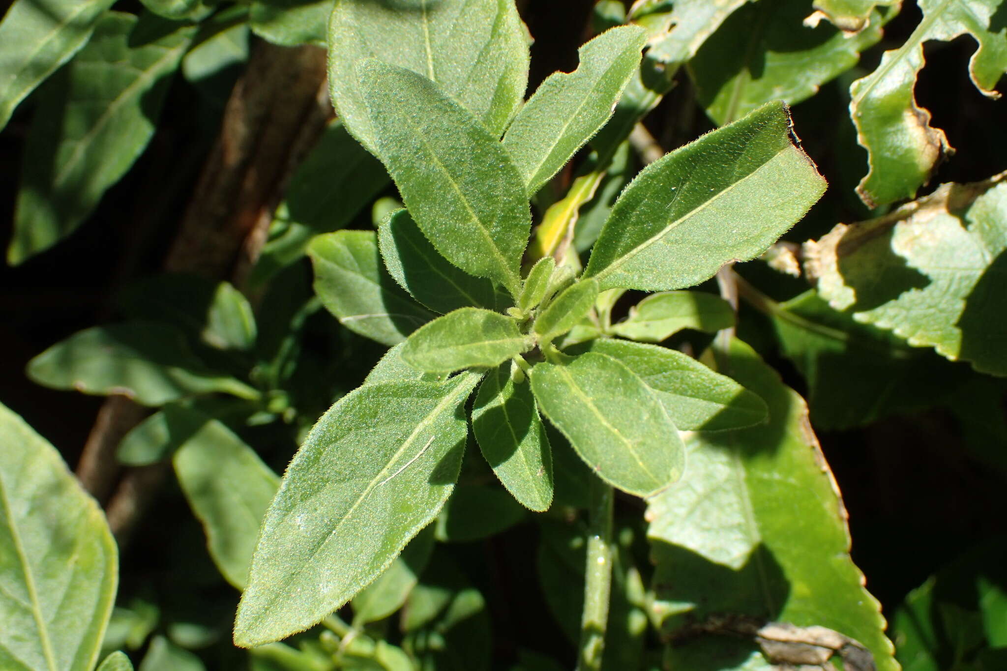 Image of Solanum chenopodioides Lamarck