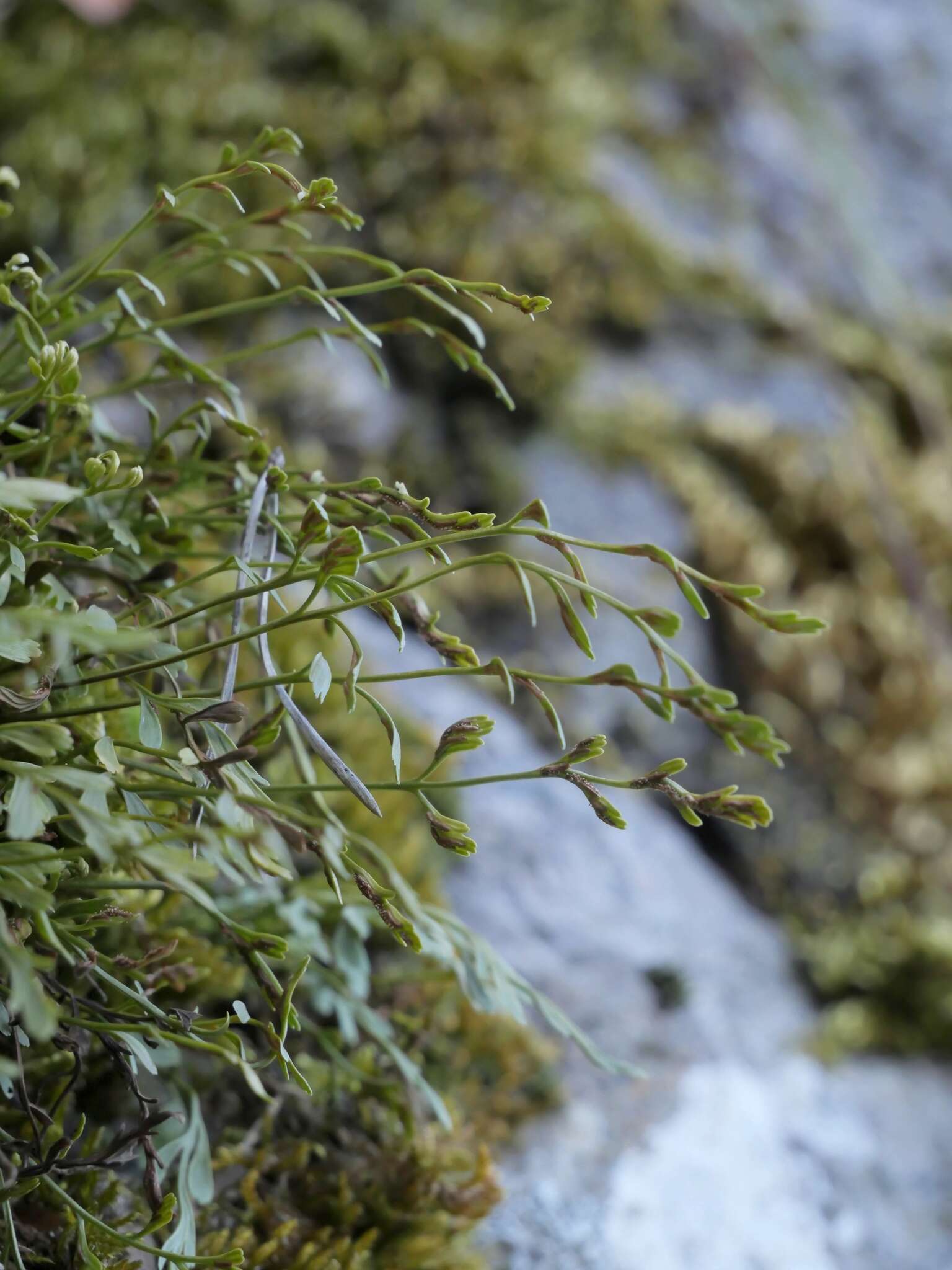 Image of spleenwort