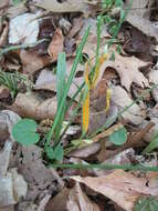 Image of Puccinia mariae-wilsoniae Clinton 1873