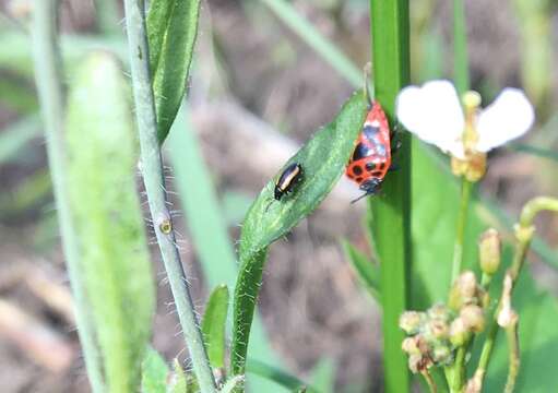 Image of Turnip flea beetle