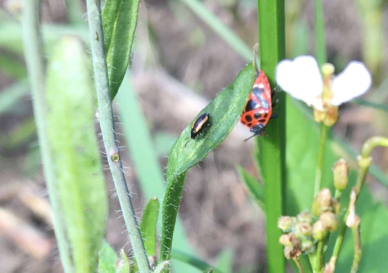 Image of Turnip flea beetle