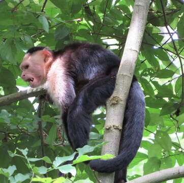 Image of white-faced capuchin