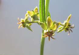 Image of Miraglossum pulchellum (Schltr.) F. K. Kupicha