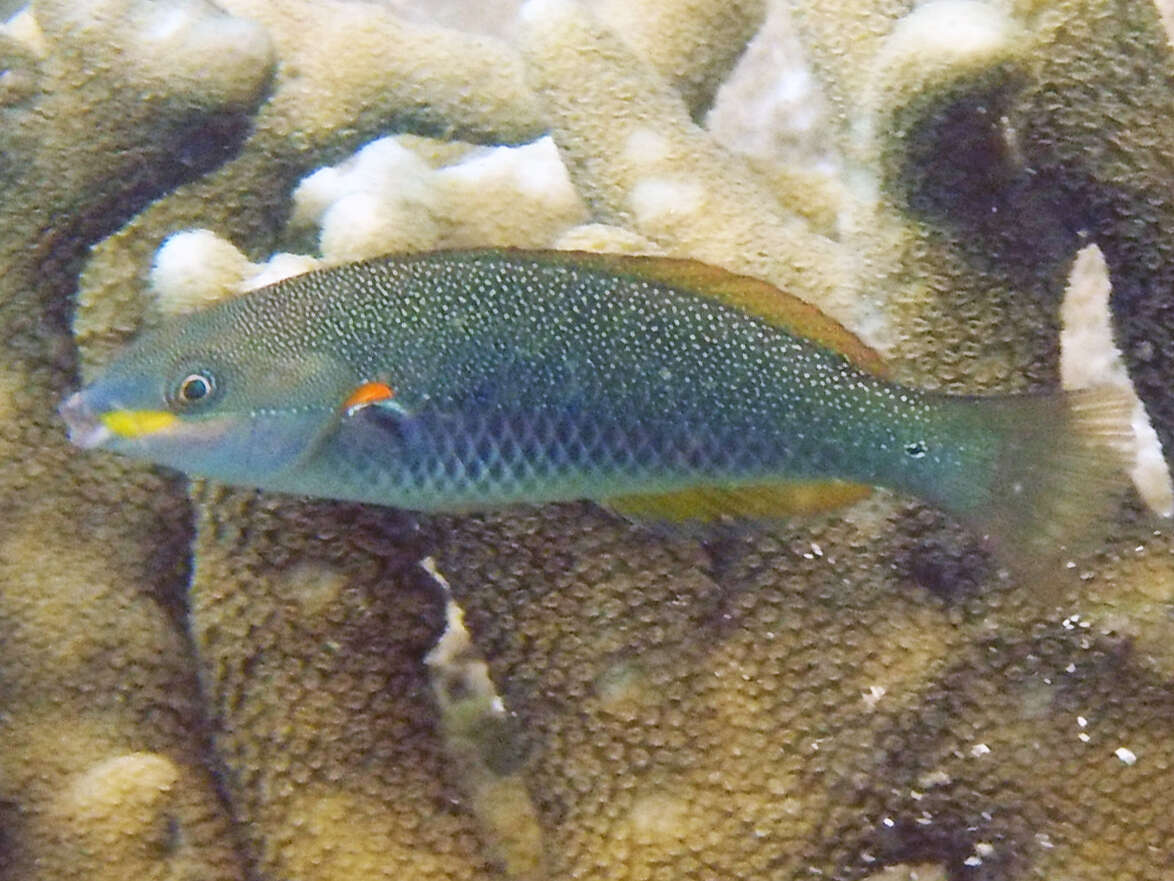 Image of Blue-lined wrasse