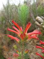 Image of Erica grandiflora subsp. grandiflora