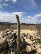 Coleocephalocereus goebelianus (Vaupel) Buining & Brederoo的圖片