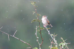 Image of Short-winged Cisticola