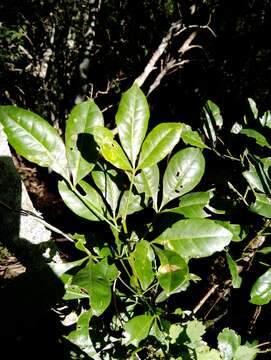 Image of Melicope micrococca (F. Müll.) T. G. Hartley