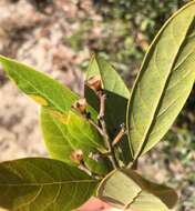 Image de Persea humilis Nash