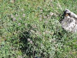 Image of horehound