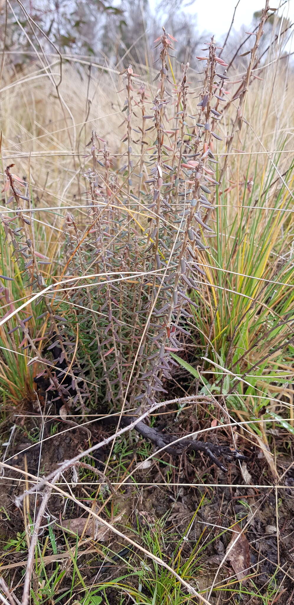 Image of Acrothamnus hookeri (Sond.) Quinn