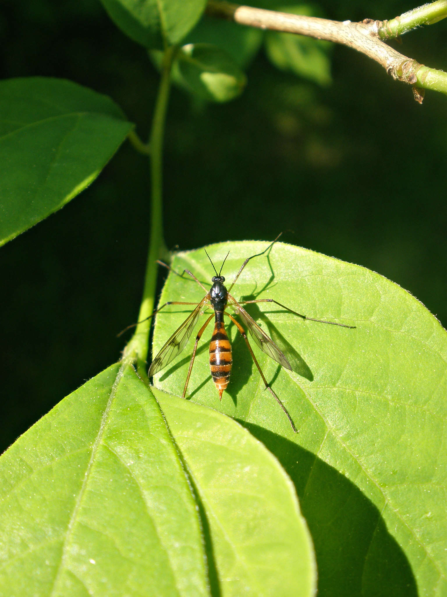 Imagem de Ptychoptera quadrifasciata Say 1824